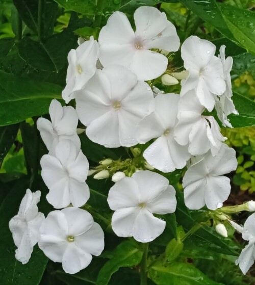 White-phlox-23-jul7cefea8dba4b8e40.jpg