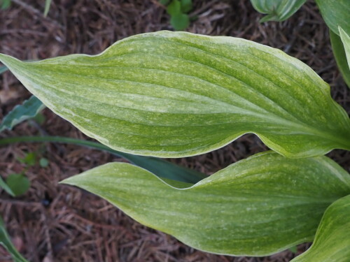 P7190079