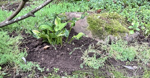 Голден медоуз прошлогодняя покупка -на новом месте -полутень,на старом плохо была вписана