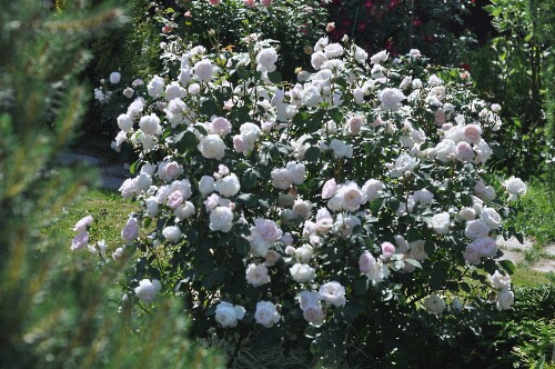 DSC_26432ba7a08641845f58.jpg