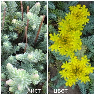 OCIT-GOLUBOI-22ee4a923d49014f98.jpg