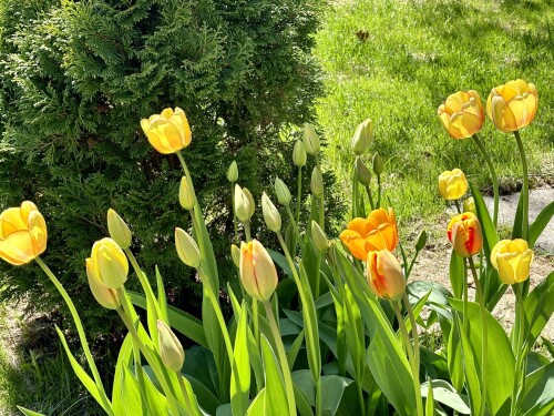 Тюльпаны Beauty of Spring и Cash