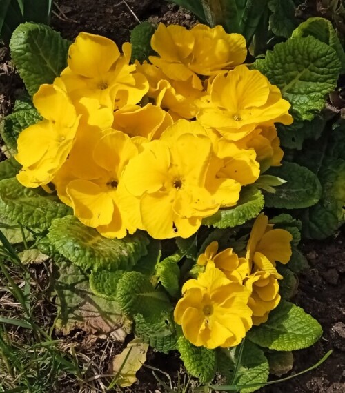 10 may yellow primula