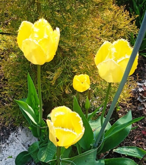 tulipa 17 may 1