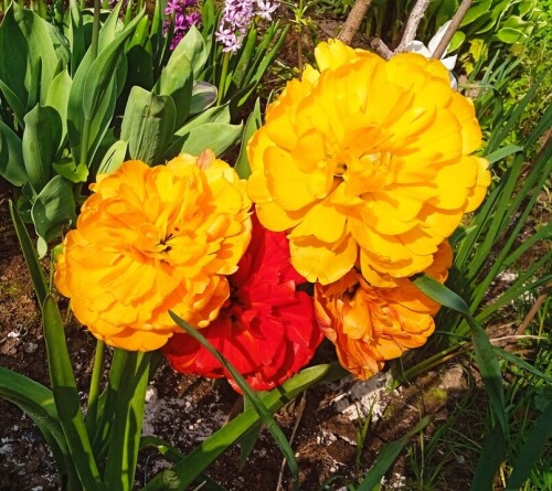 tulipa 17 may 2