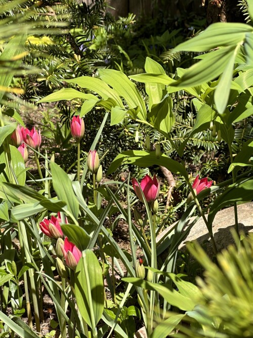 прошлоосенней посадки ботанические около Фунтика зацвели,по 2-3 цветоноса на стебле