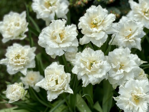 Tulipa Snow Crystal