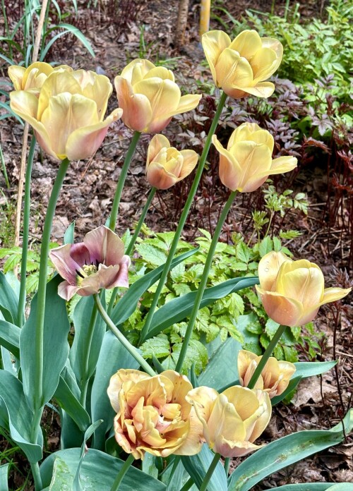 Tulipa La Belle Epoque