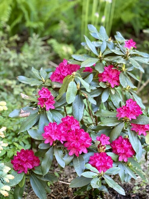Rhododendron Nova Zembla 2024