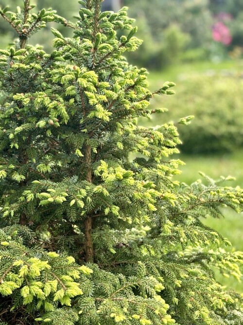 Picea omorika Peve Tijn