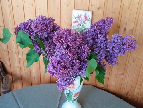 lilac-syringa4f6bf7e9ecbe0fba.jpg