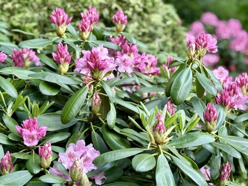 Rhododendron Helsinki University 2024