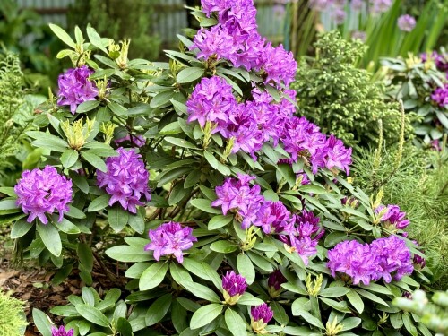 Rhododendron Catawbiense Grandiflorum 2024