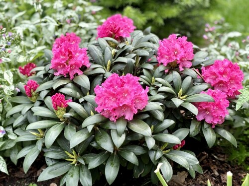 Rhododendron yak. Helgoland 24