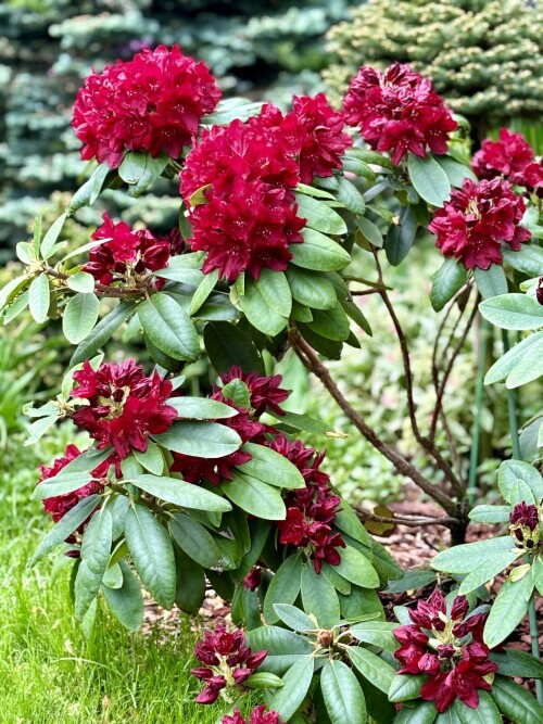 Rhododendron Francesca 2024