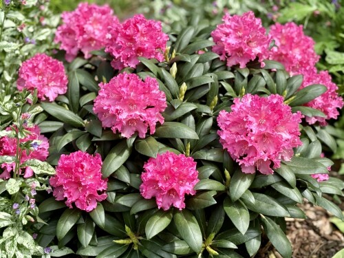 Rhododendron yak. Helgoland 24