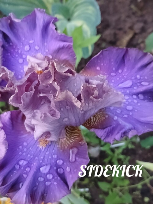 0Prx_vxNcKEd66672909efd075e.jpg