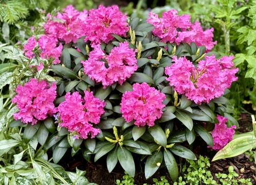 Rhododendron yak. Helgoland 24