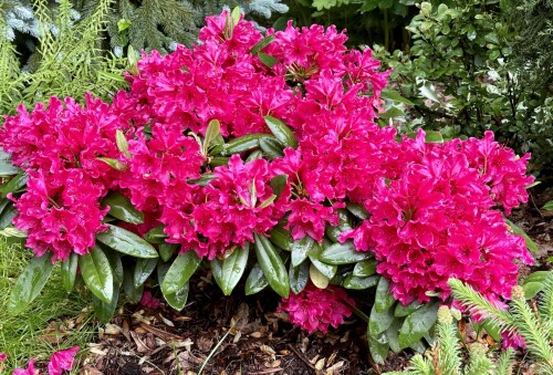 Rhododendron Neon Kiss 2024