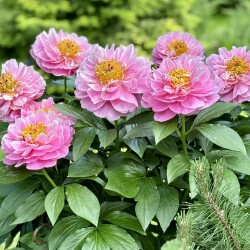 IMG_5946be31237b101cee04