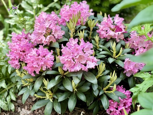 Rhododendron yak. Helgoland 2024