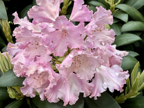 Rhododendron yak. Helgoland 2024