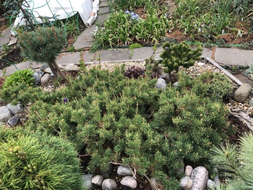 Pinus banksiana Schoodic 23 3