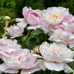 IMG_61529bea46fdbb9f7066