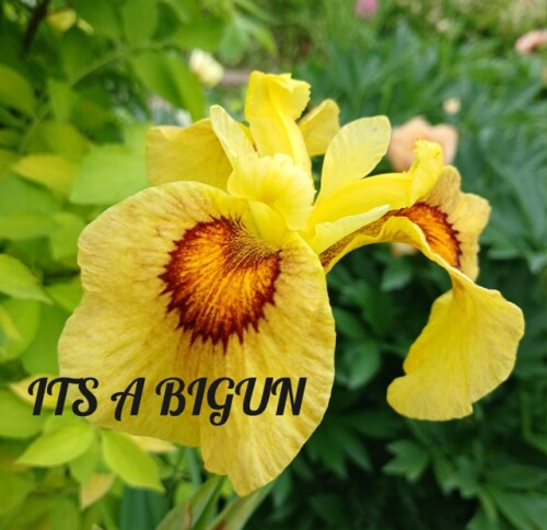9XQJuDWj6RA053632b00fc88bf5.jpg