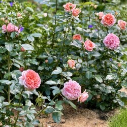 IMG_6296fa3b800cbd3dc6f2