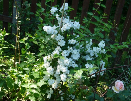 White-flowers-minid969aabafba3a332.jpg