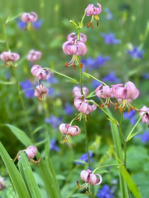 Lilium martagon