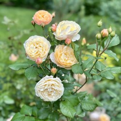 IMG_66364fa5c88fbf180300
