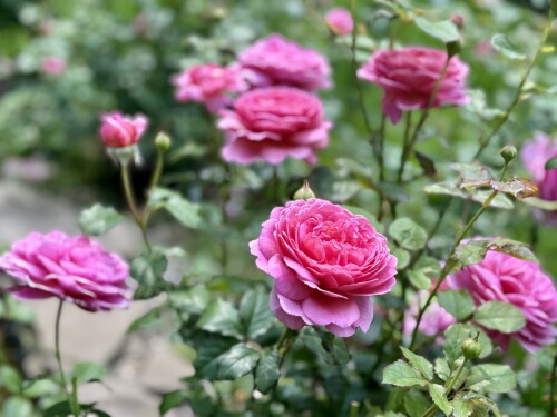 Princess Alexandra of Kent