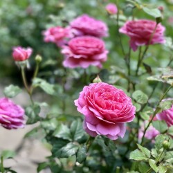 IMG_66380d98f60861689672