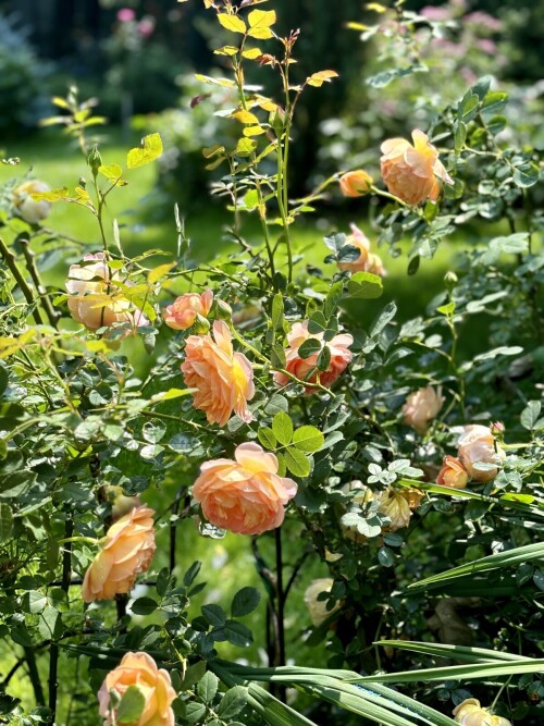 Lady of Shalott