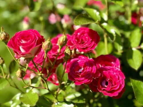 IMG_6707dffbd483f28a76bf.jpg