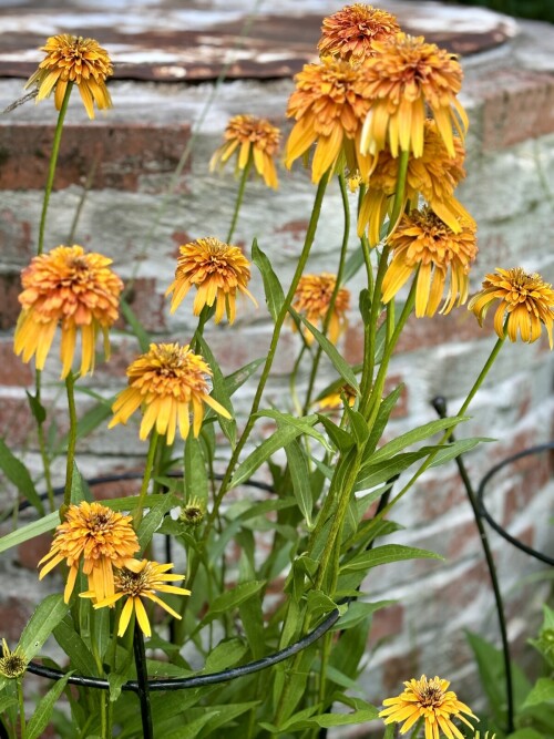 Echinacea Marmalade