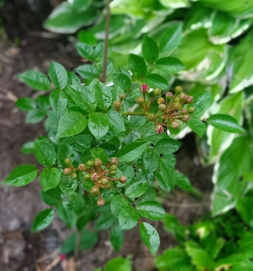 new-grafting924d193321913728.jpg