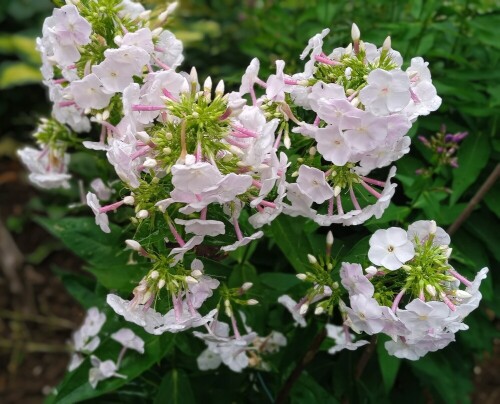 phlox-blush362a0ba77787ebbb.jpg