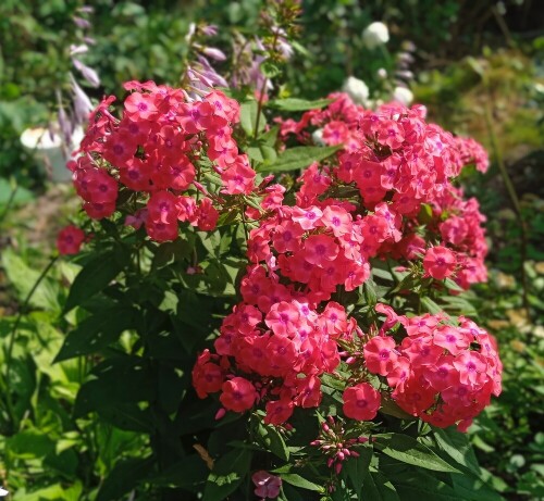 phlox-red4b01322c1522a9aa.jpg