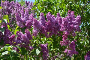 lilac-VD5ecef31dfdad5956.jpg