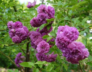 lilac-rambler-2024d03279e70eb136fc.jpg