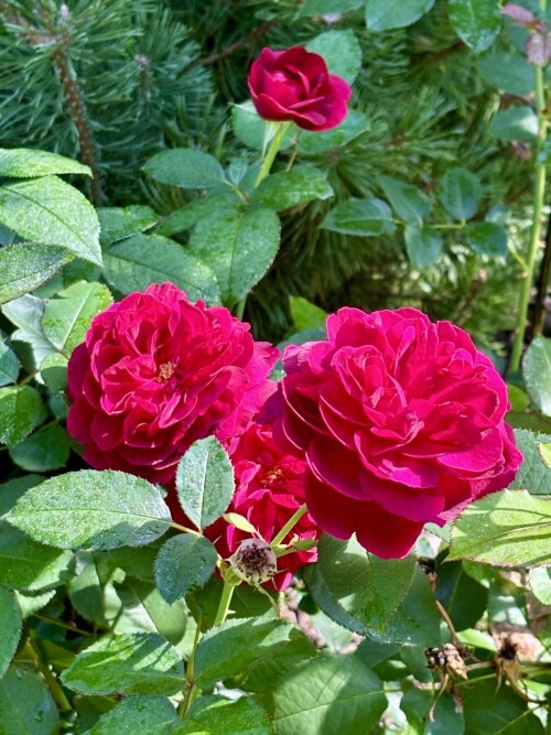 Darcey Bussell