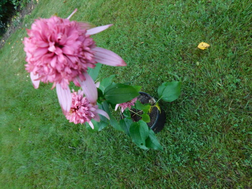 DSCN6677