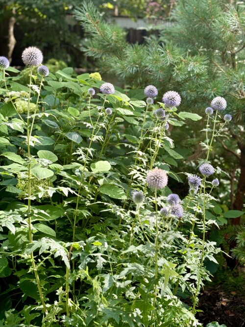 Echinops bannaticus Taplow Blue