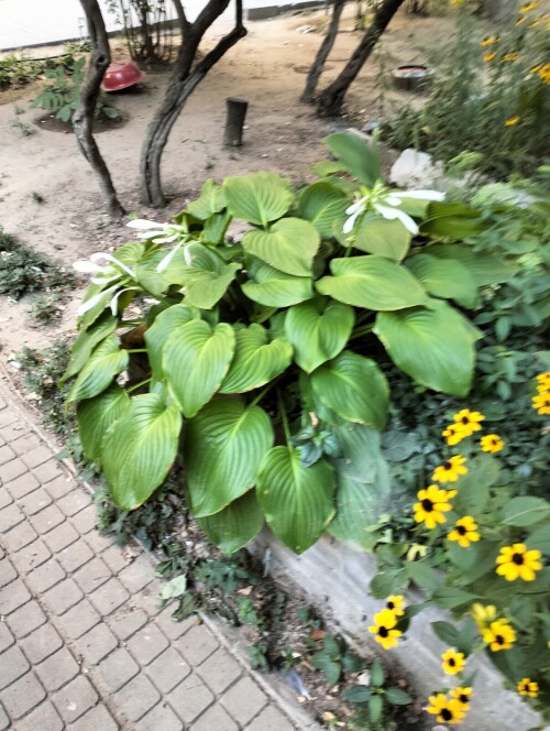 IMG20240820171618