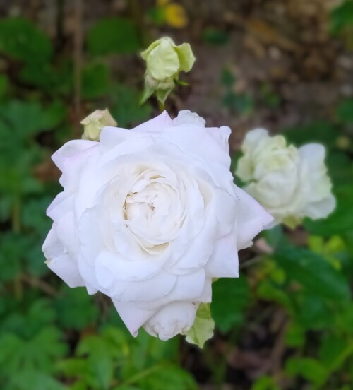 7 SEP white seedling