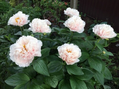 Blushing-Princess5d2b8c4c82586e6e.jpg