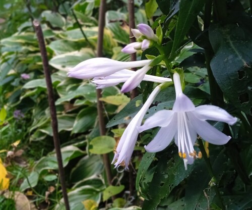 hosta 17 Sep